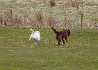 dogs running on golf course