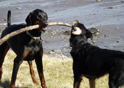 dogs tugging stick