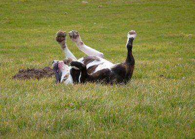 english bull terrier back rubbing