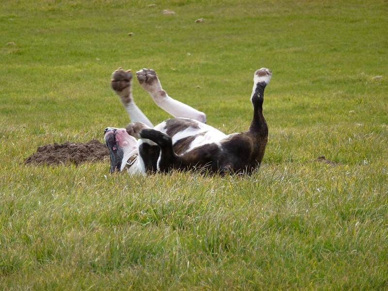 Miniature English bull terrier - Wilfred