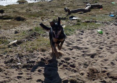 german shepherd cross