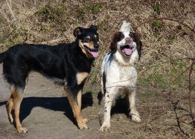 gsd x and springer spaniel