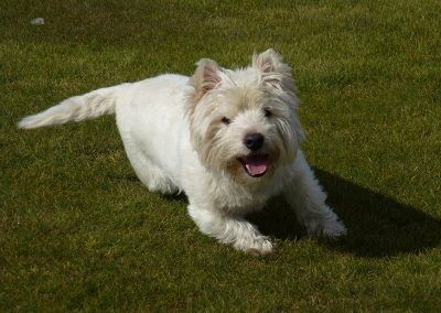 happy west highland terrier