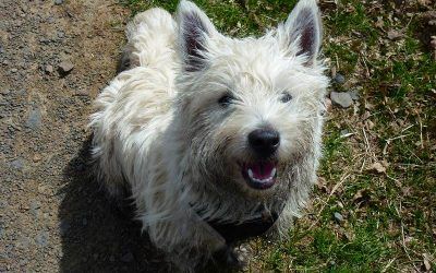 jack the west highland terrier jack the west highland terrier