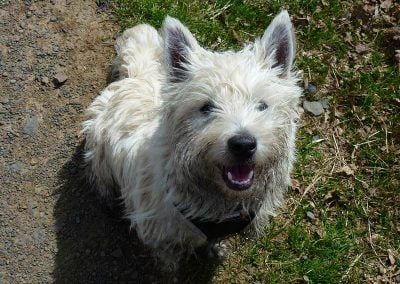 jack the west highland terrier