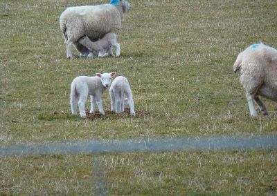 langbank lambs