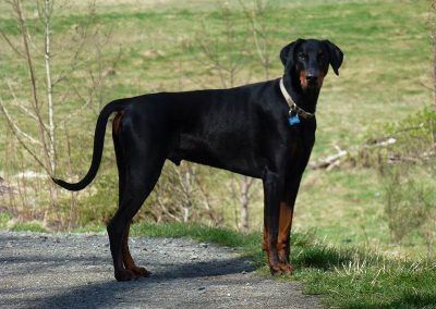 rory the doberman