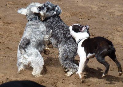 small dogs playing
