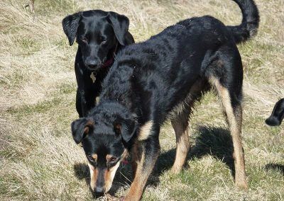 young dogs