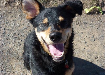 tyla the german shepherd cross
