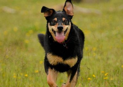 linburn dog tyla