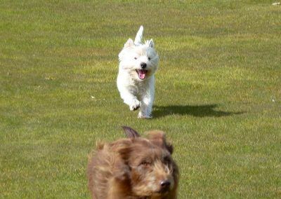 west highland terrier running