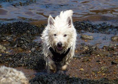 wet west highland terrier