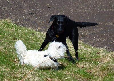 young dogs playing chase