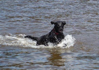 young working labrador swimming