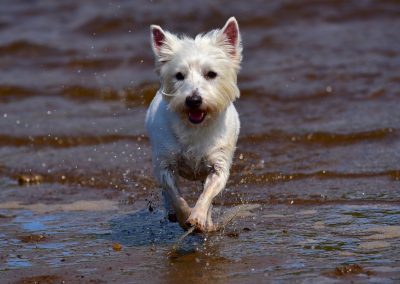 west highland terrier on beach