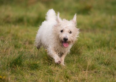 Wet West highland terrier