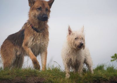 GSD and West highland terrier