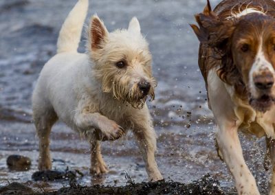 West highland terrier at beach