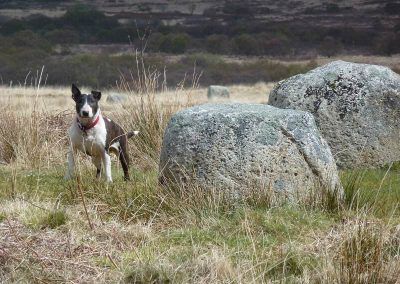 Machrie Moor Stone and dog