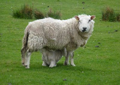 arran ewe and lamb