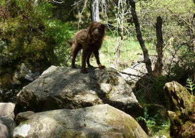 dog on rock