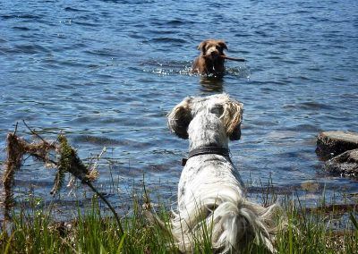 dog swimming in loch achray