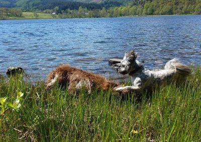 dogs playing at loch achray