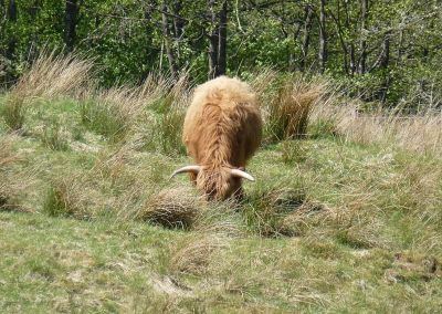 highland cow