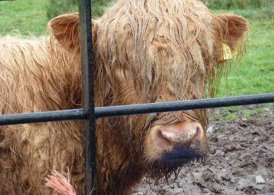 highland cow at brodick castle