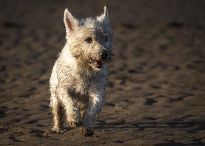 west highland terrier running