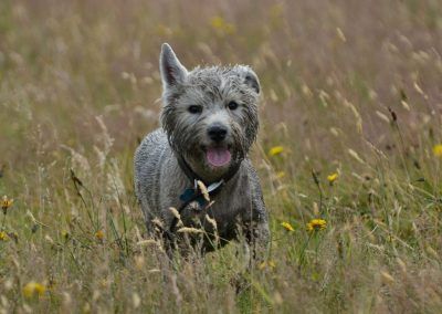 dirty west highland terrier