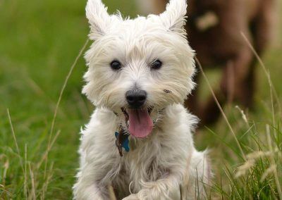 jack the west highland terrier