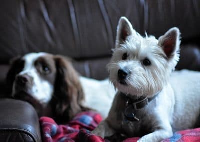 Springer spaniel and west highland terrier