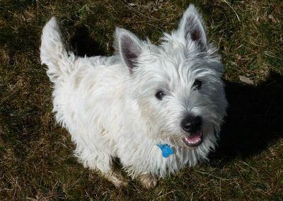 Jack the west highland terrier