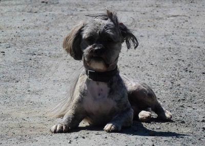 lhasa apso ruffles lying on road