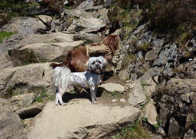 near the top of ben a'an