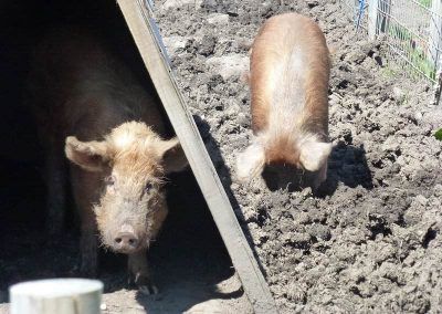 pigs in mud