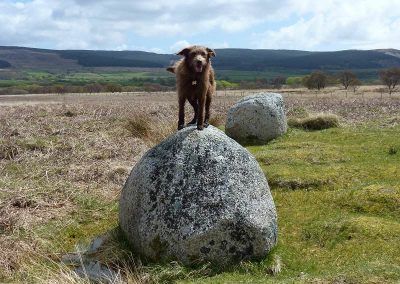 dog on arran stone
