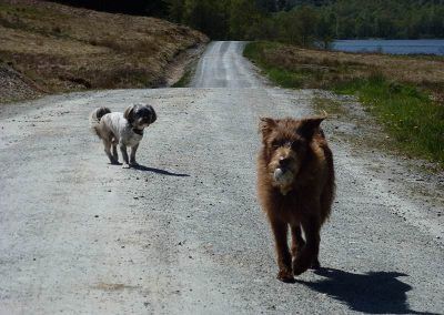 trail leading to loch achray