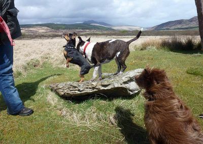dogs at stone cirlces