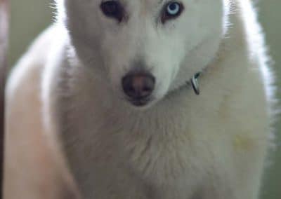 siberian husky eyes