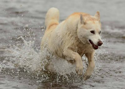 siberian husky running in water