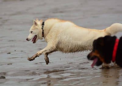 happy siberian husky in water
