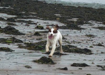 Nevis the springer spaniel