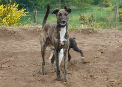 brindle lurcher