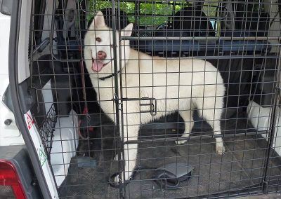 Dog walking cage