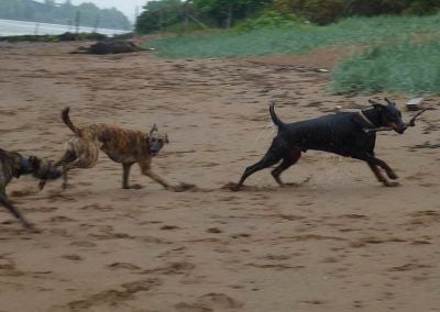 dogs chasing after stick