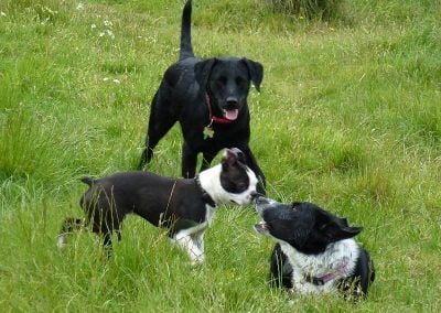 dogs playing on grass