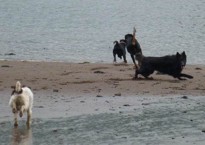 dogs sprinting to river